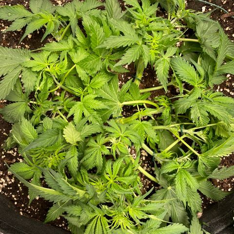 Original Auto Amnesia Haze growlog timeline photo