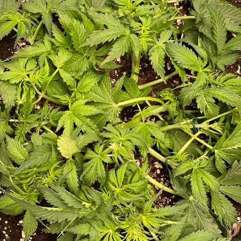 Original Auto Amnesia Haze growlog timeline photo