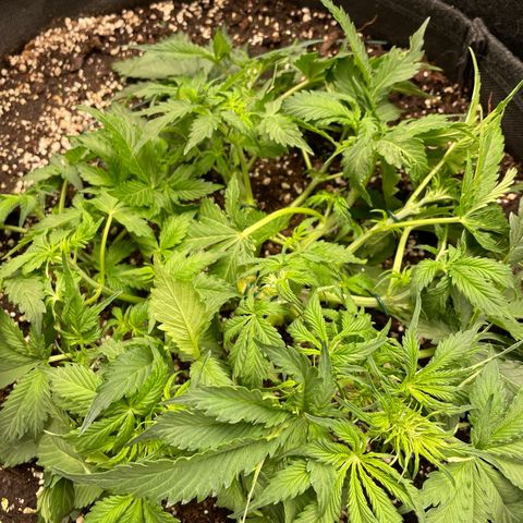 Original Auto Amnesia Haze growlog timeline photo