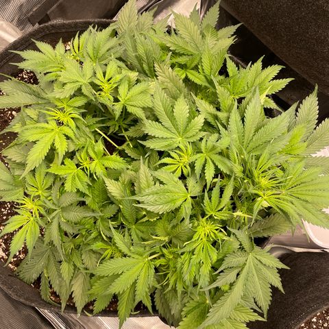 Original Auto Amnesia Haze growlog timeline photo