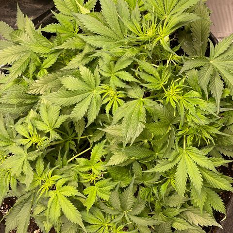 Original Auto Amnesia Haze growlog timeline photo