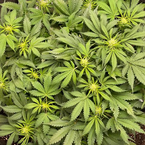 Original Auto Amnesia Haze growlog timeline photo