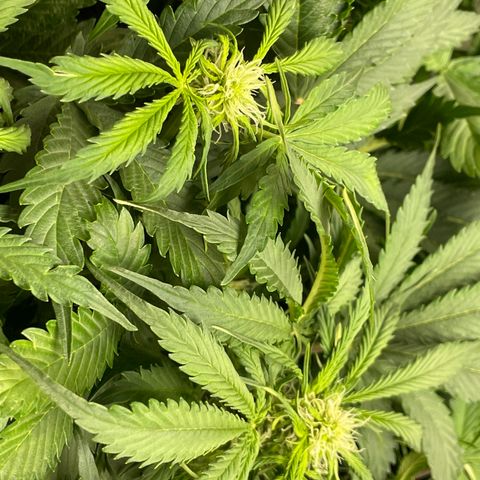 Original Auto Amnesia Haze growlog timeline photo