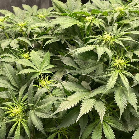 Original Auto Amnesia Haze growlog timeline photo