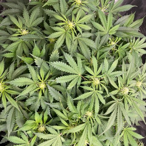 Original Auto Amnesia Haze growlog timeline photo