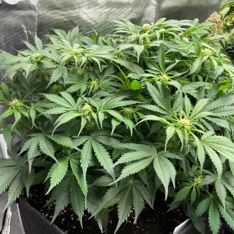 Original Auto Amnesia Haze growlog timeline photo