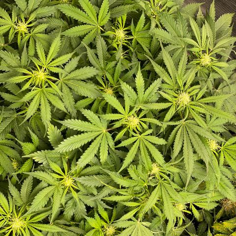 Original Auto Amnesia Haze growlog timeline photo
