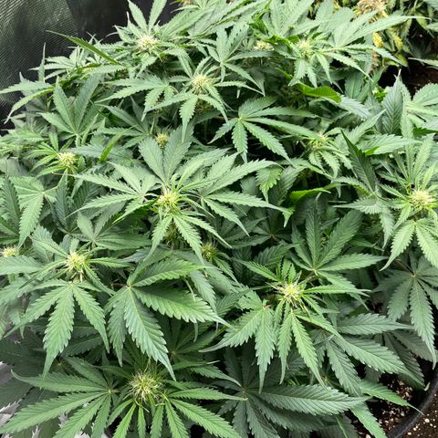 Original Auto Amnesia Haze growlog timeline photo