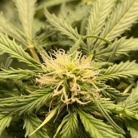 Original Auto Amnesia Haze growlog timeline photo
