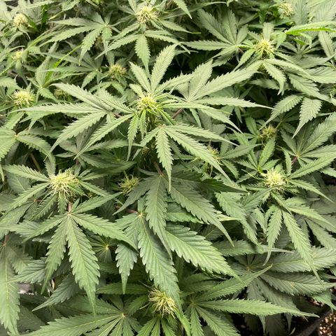 Original Auto Amnesia Haze growlog timeline photo