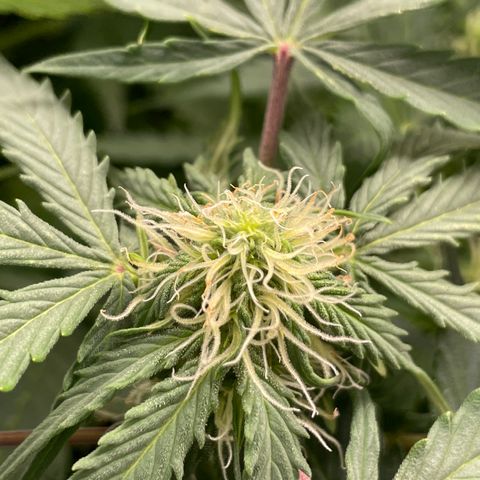 Original Auto Amnesia Haze growlog timeline photo