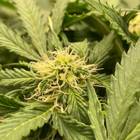 Original Auto Amnesia Haze growlog timeline photo
