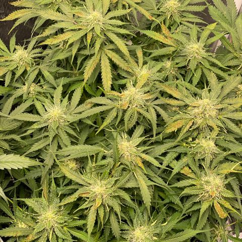 Original Auto Amnesia Haze growlog timeline photo