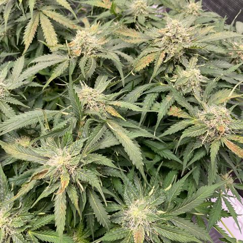 Original Auto Amnesia Haze growlog timeline photo