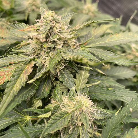 Original Auto Amnesia Haze growlog timeline photo