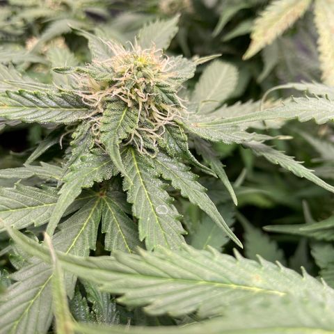 Original Auto Amnesia Haze growlog timeline photo