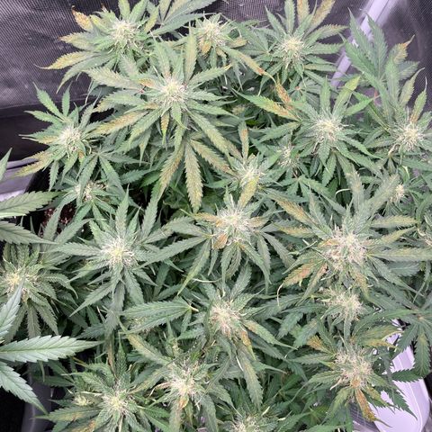 Original Auto Amnesia Haze growlog timeline photo