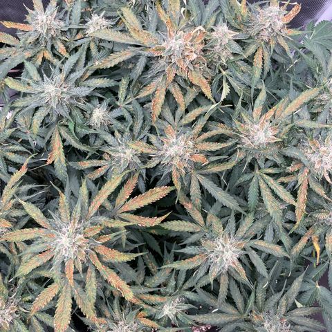 Original Auto Amnesia Haze growlog timeline photo