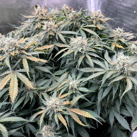 Original Auto Amnesia Haze growlog timeline photo