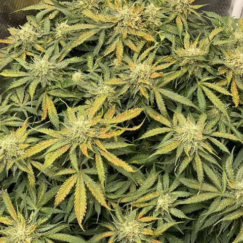 Original Auto Amnesia Haze growlog timeline photo