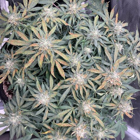 Original Auto Amnesia Haze growlog timeline photo
