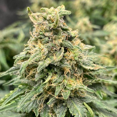 Original Auto Amnesia Haze growlog timeline photo