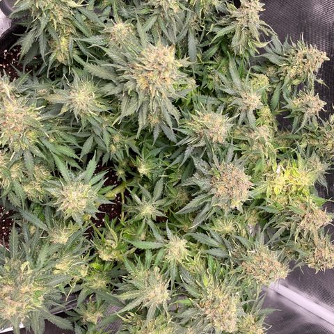 Original Auto Amnesia Haze growlog timeline photo