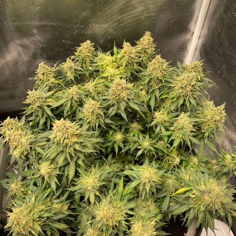 Original Auto Amnesia Haze growlog timeline photo