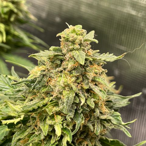 Original Auto Amnesia Haze growlog timeline photo