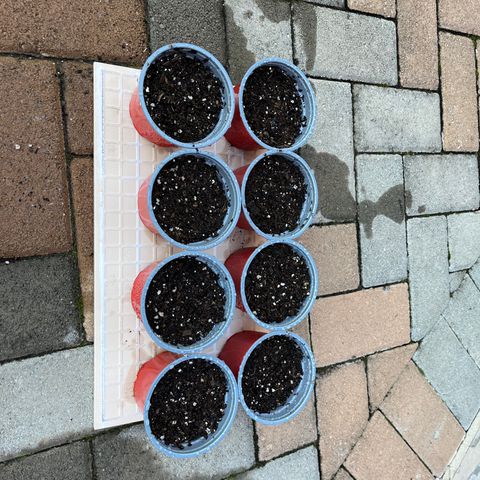 Swazi Gold 1 growlog photo: Today the germinated seeds that have sprouted properly were planted in small pots. The medium used is Super Hemp Soil from a nearby plant nursery. They were put outside in approximately 22 Degrees in direct sunlight at 14:00. They will receive about 3-4 hours sunlight today and more tomorrow.