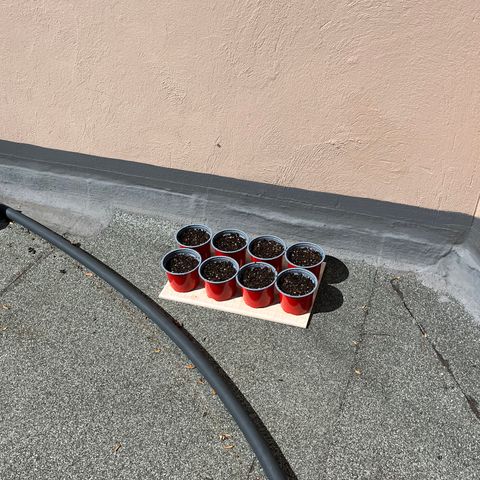 Swazi Gold 1 growlog photo: Today the germinated seeds that have sprouted properly were planted in small pots. The medium used is Super Hemp Soil from a nearby plant nursery. They were put outside in approximately 22 Degrees in direct sunlight at 14:00. They will receive about 3-4 hours sunlight today and more tomorrow.
