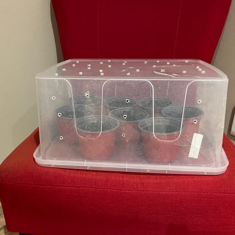 Swazi Gold 1 growlog photo: All the 8 plants are in a DIY Greenhouse fro temperature increase and improvement throughout the day. They get brought in at around sunset (17:30).