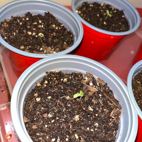 Swazi Gold 1 growlog timeline photo
