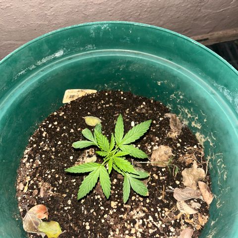 Swazi Gold 1 growlog timeline photo