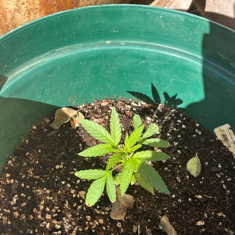 Swazi Gold 1 growlog timeline photo