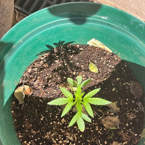 Swazi Gold 1 growlog timeline photo