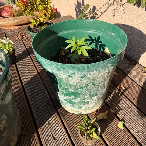 Swazi Gold 1 growlog timeline photo