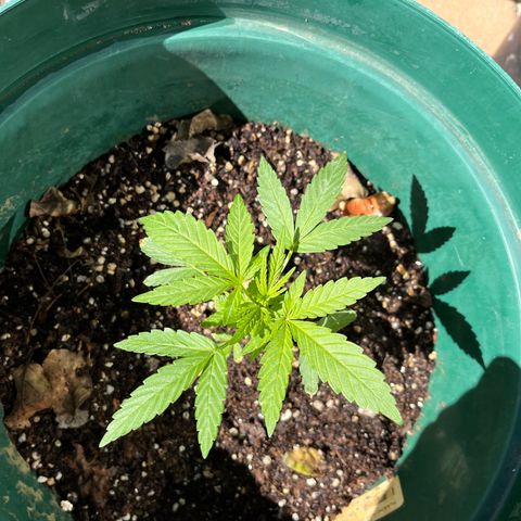 Swazi Gold 1 growlog timeline photo