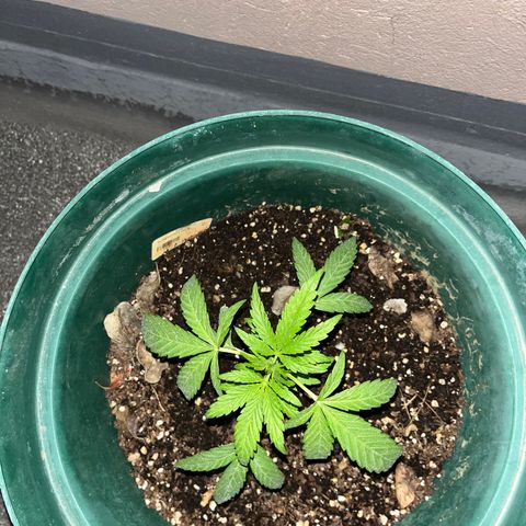 Swazi Gold 1 growlog photo: Growing really well and much faster than I anticipated, not complaining at all. Looking healthy and proper. Nights are pretty damn cold - unsure how much the temp will affect overall growth.