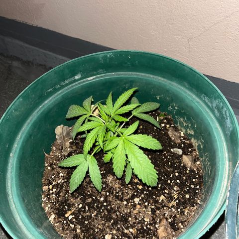 Swazi Gold 1 growlog photo: Growing really well and much faster than I anticipated, not complaining at all. Looking healthy and proper. Nights are pretty damn cold - unsure how much the temp will affect overall growth.