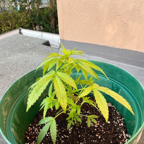 Swazi Gold 1 growlog timeline photo