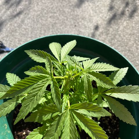 Swazi Gold 1 growlog timeline photo