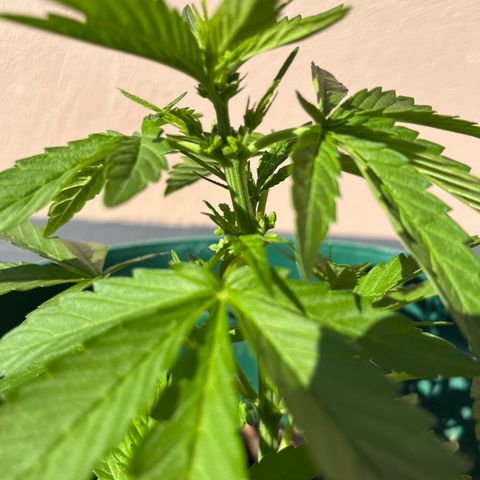 Swazi Gold 1 growlog timeline photo