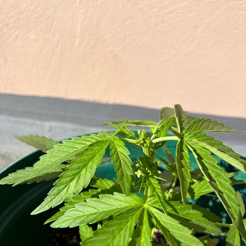 Swazi Gold 1 growlog timeline photo