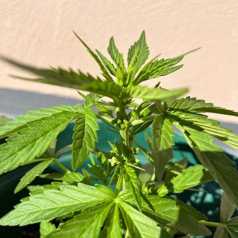 Swazi Gold 1 growlog timeline photo