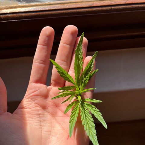 Swazi Gold 1 growlog timeline photo