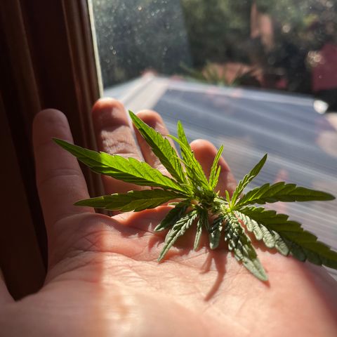 Swazi Gold 1 growlog timeline photo