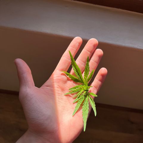 Swazi Gold 1 growlog timeline photo