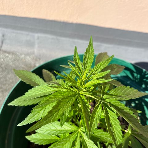 Swazi Gold 1 growlog timeline photo