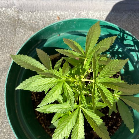 Swazi Gold 1 growlog timeline photo